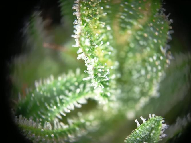 Blueberry Candiez Auto - Im Regal. Week 14 - Tag 93