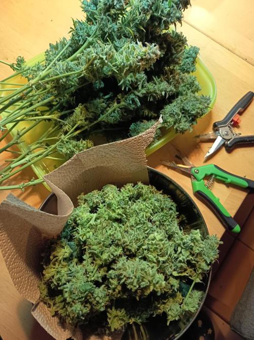 Afghan Pearl CBD Auto - Im Regal. Week 14 - Tag 96