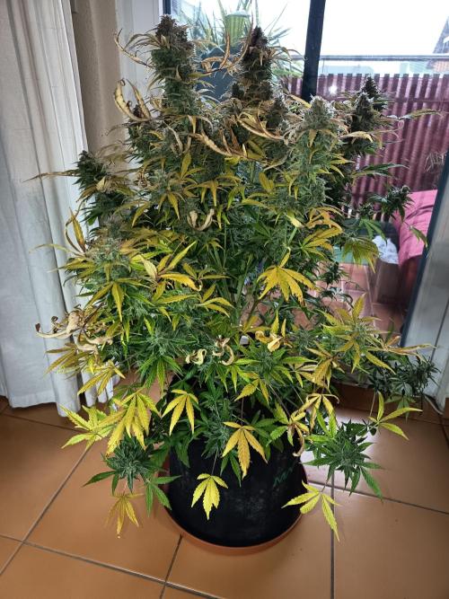 Afghan Pearl CBD Auto - Im Regal. Week 14 - Tag 96