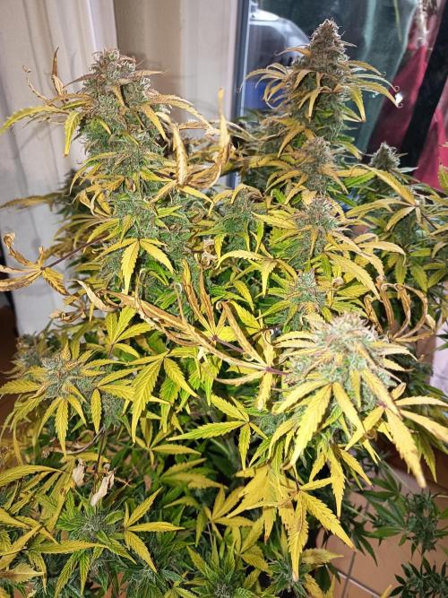 Afghan Pearl CBD Auto - Im Regal. Week 14 - Tag 96