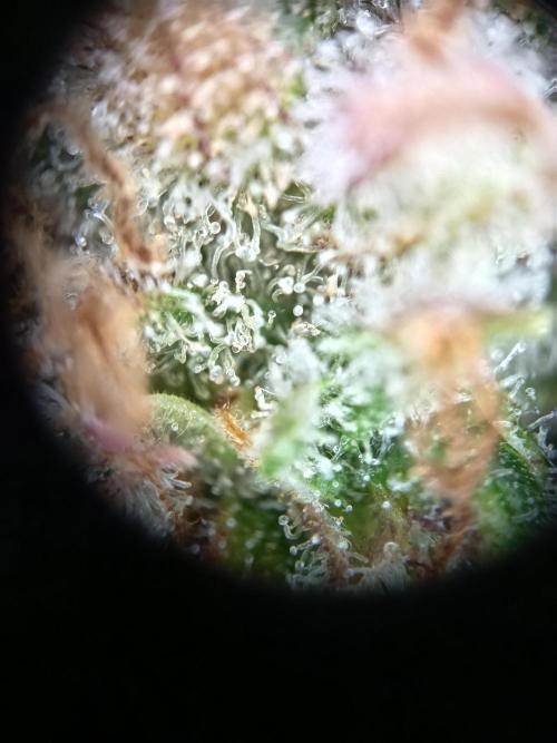 Afghan Pearl CBD Auto - Im Regal. Week 14 - Tag 96