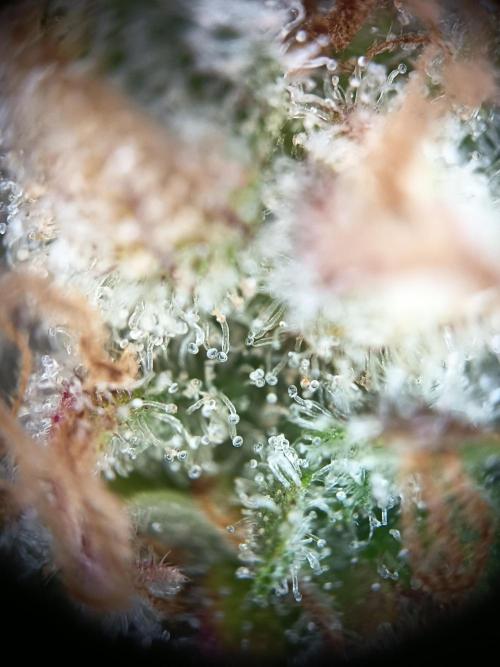 Afghan Pearl CBD Auto - Im Regal. Week 14 - Tag 96