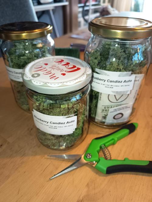 Blueberry Candiez Auto - Im Regal. Week 14 - 39 Gramm 
