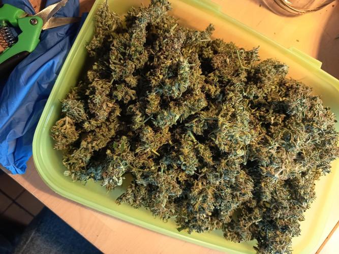 Afghan Pearl CBD Auto - Im Regal. Week 14 - 65 Gramm