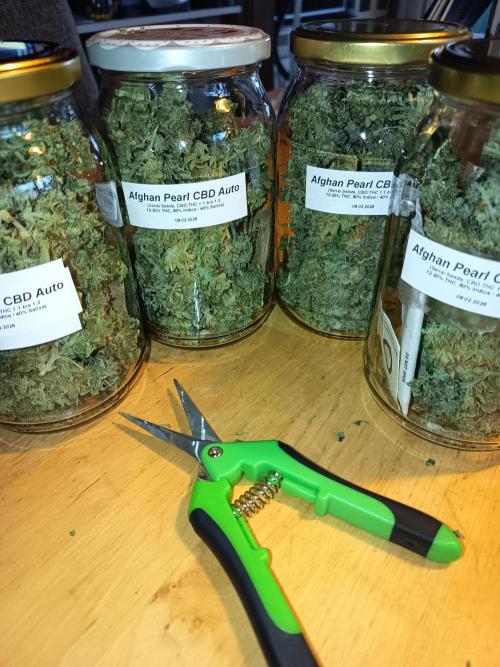 Afghan Pearl CBD Auto - Im Regal. Week 14 - 65 Gramm