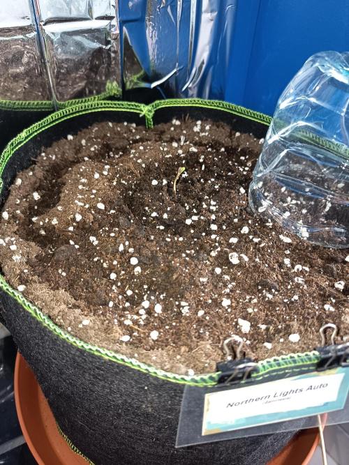 Northern Lights Auto im Regal. Week 1 - Tag 1