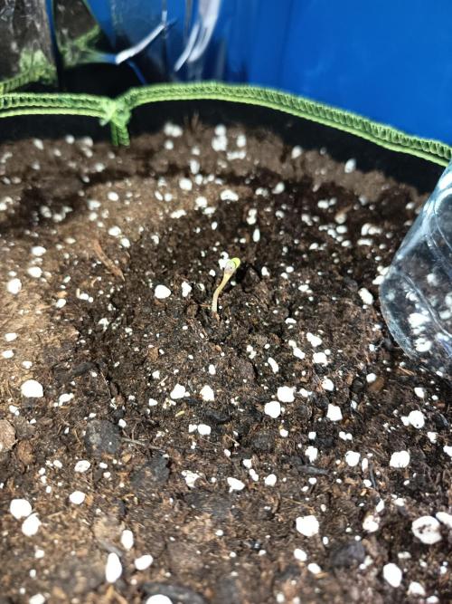 Northern Lights Auto im Regal. Week 1 - Tag 1

