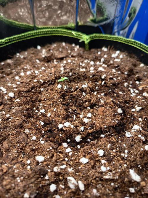 Northern Lights Auto im Regal. Week 1 - Tag 2