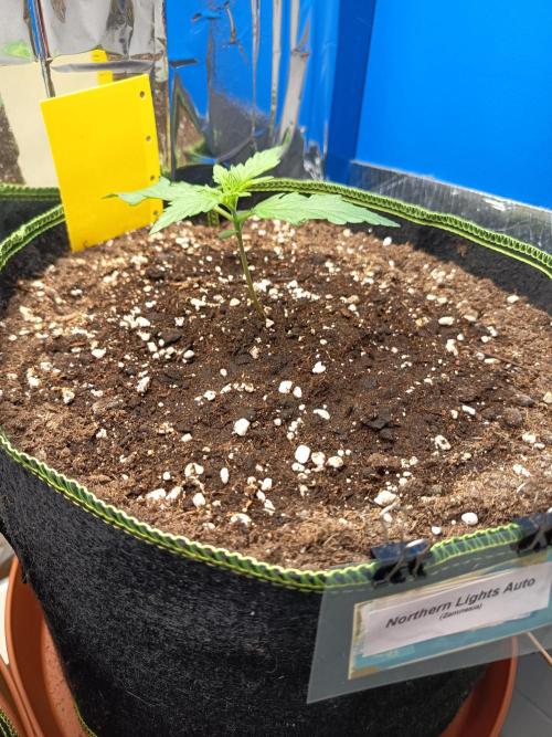 Northern Lights Auto im Regal. Week 2 - Tag 11