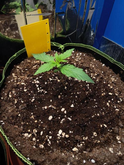 Northern Lights Auto im Regal. Week 2 - Tag 11