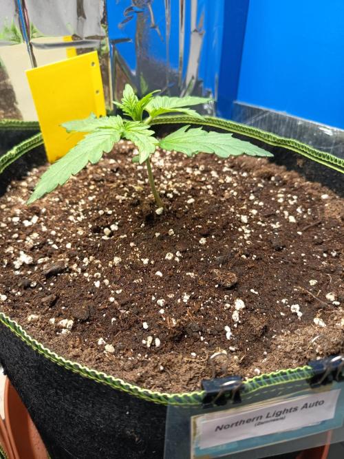 Northern Lights Auto im Regal. Week 2 - Tag 14