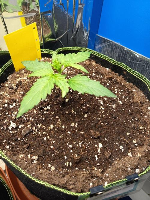 Northern Lights Auto im Regal. Week 2 - Tag 14