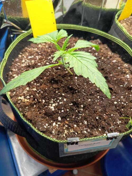 Caramel Auto im Regal. Week 2 - Tag 14