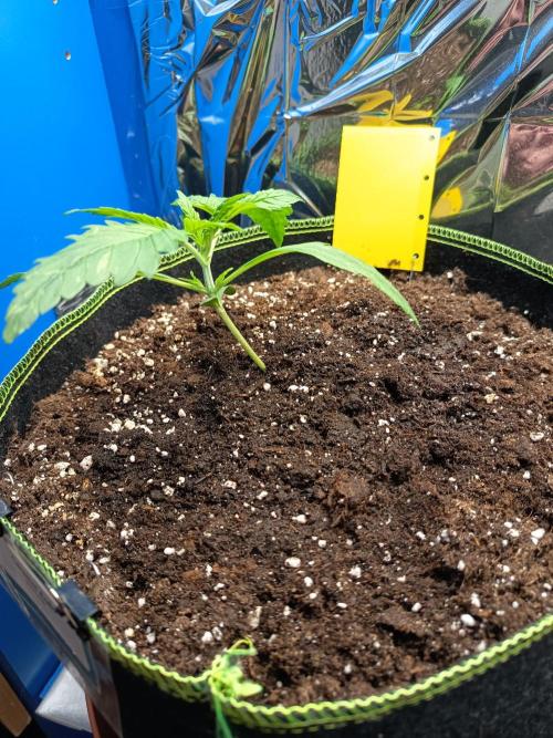 Caramel Auto im Regal. Week 2 - Tag 14