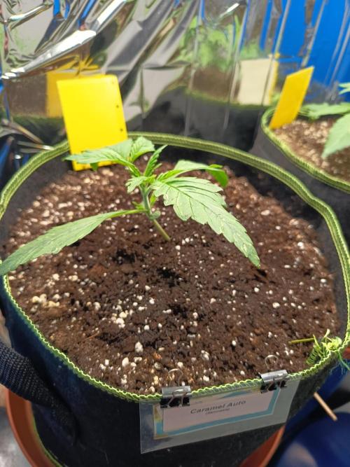 Caramel Auto im Regal. Week 2 - Tag 14