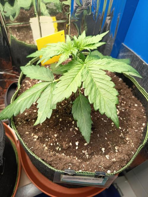 Northern Lights Auto im Regal. Week 3 - Tag 20