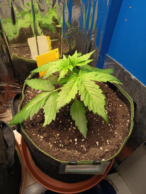 Northern Lights Auto im Regal. Week 3 - Tag 20
