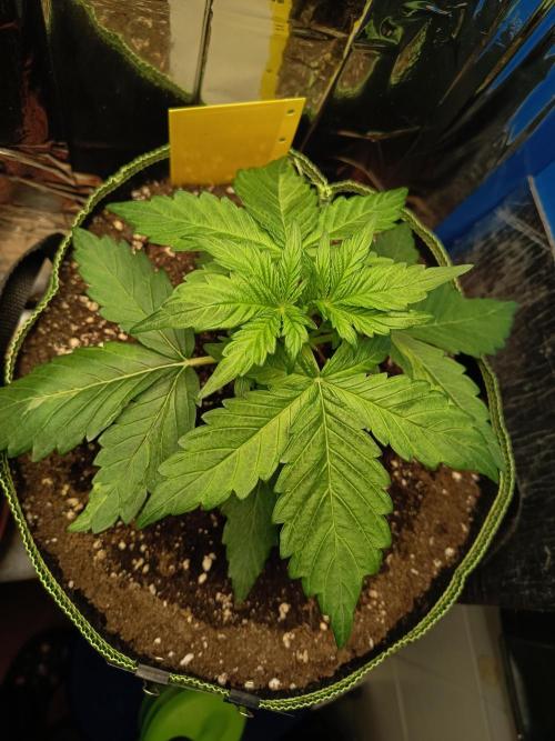 Northern Lights Auto im Regal. Week 3 - Tag 20