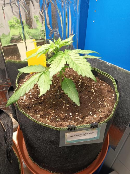 Northern Lights Auto im Regal. Week 3 - Tag 20