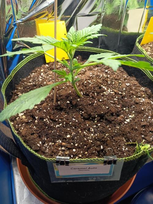 Caramel Auto im Regal. Week 3 - Tag 17