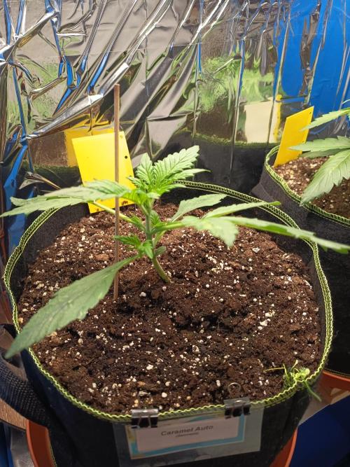 Caramel Auto im Regal. Week 3 - Tag 17