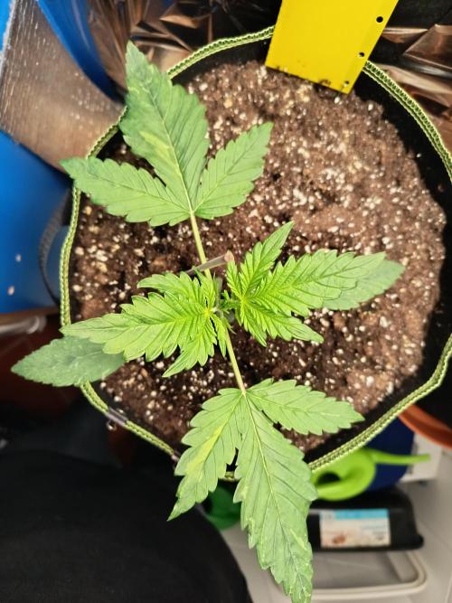 Caramel Auto im Regal. Week 3 - Tag 17