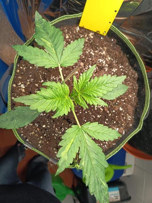 Caramel Auto im Regal. Week 3 - Tag 17