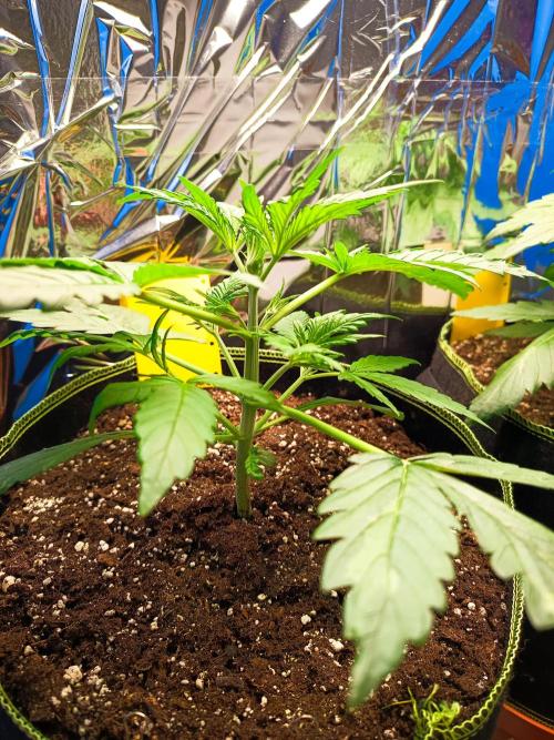 Caramel Auto im Regal. Week 3 - Tag 21