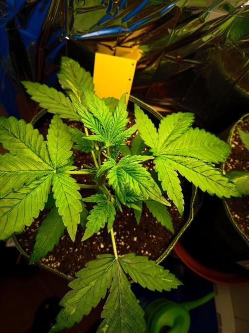 Caramel Auto im Regal. Week 3 - Tag 21