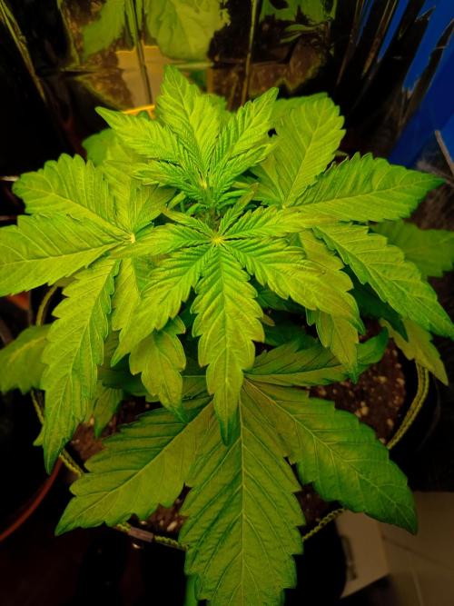 Northern Lights Auto im Regal. Week 4 - Tag 24