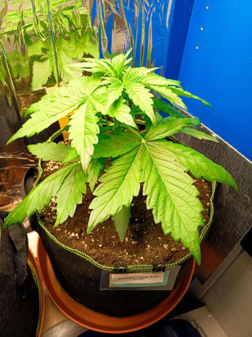 Northern Lights Auto im Regal. Week 4 - Tag 24