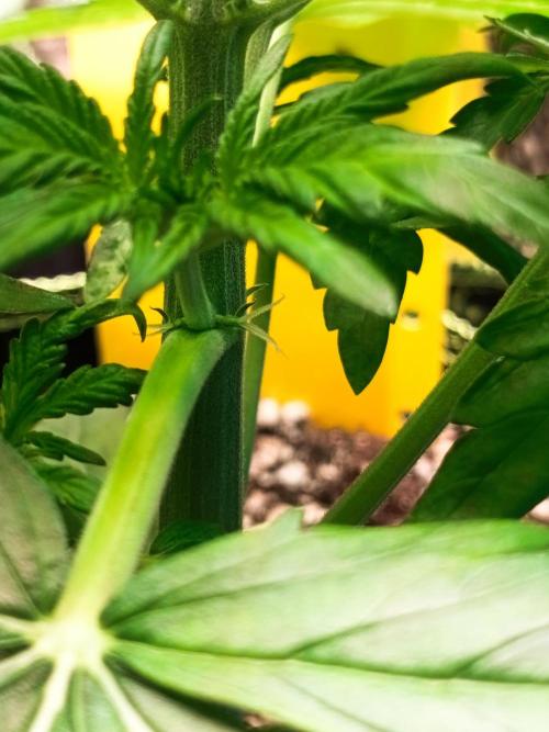 Northern Lights Auto im Regal. Week 4 - Tag 24