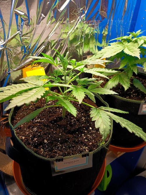 Caramel Auto im Regal. Week 4 - Tag 22