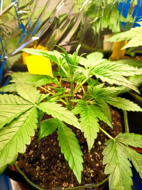 Caramel Auto im Regal. Week 4 - Tag 22