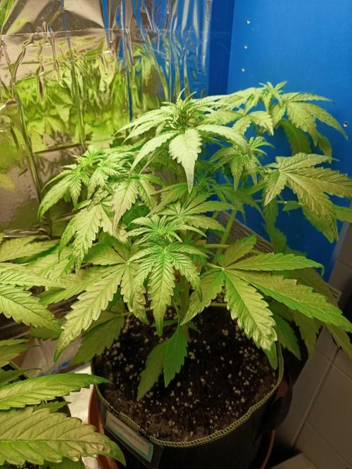 Northern Lights Auto im Regal. Week 5 - Tag 32