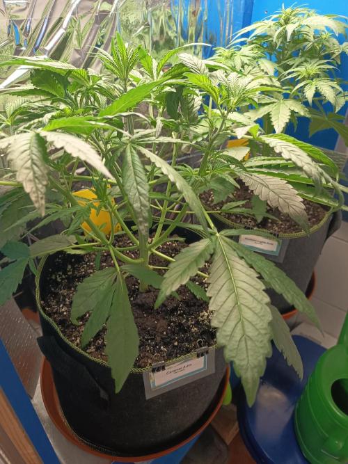 Caramel Auto im Regal. Week 5 - Tag 29
