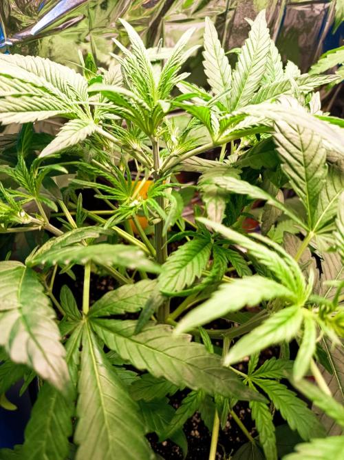 Caramel Auto im Regal. Week 5 - Tag 29