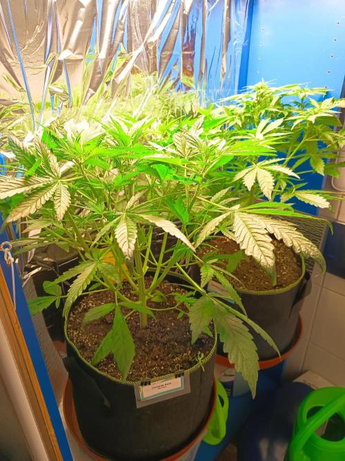 Caramel Automatic. Week 5