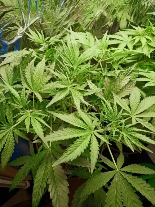 Caramel Auto im Regal. Week 5 - Tag 32