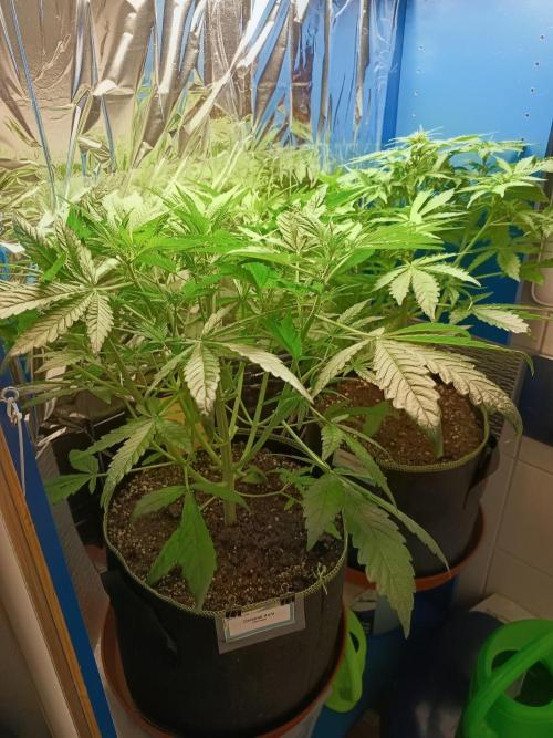 Caramel Auto im Regal. Week 5 - Tag 32