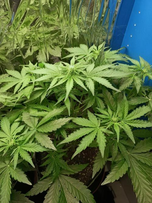 Northern Lights Auto im Regal. Week 5 - Tag 35 