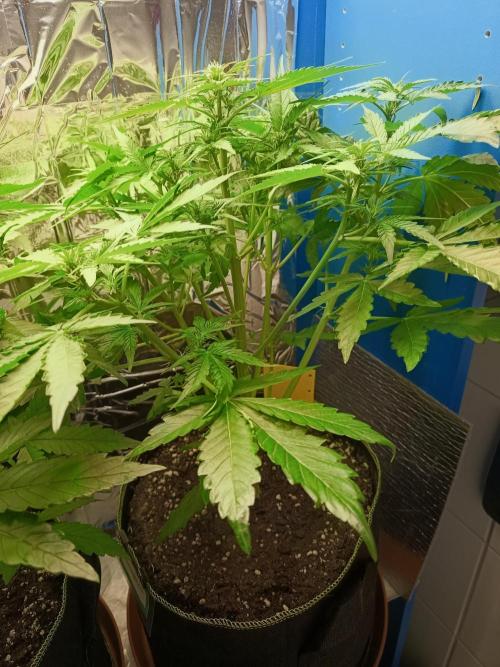 Northern Lights Auto im Regal. Week 5 - Tag 35