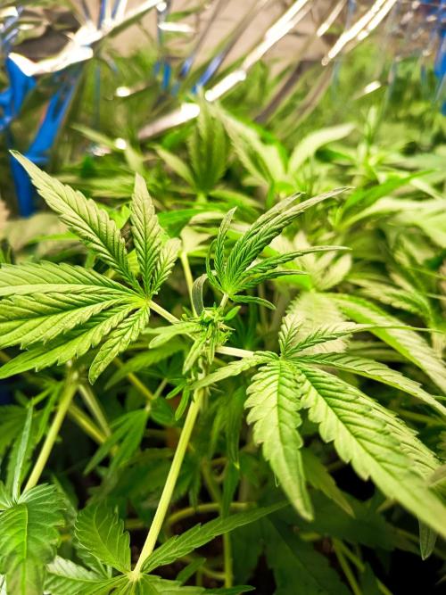 Caramel Auto im Regal. Week 5 - Tag 34