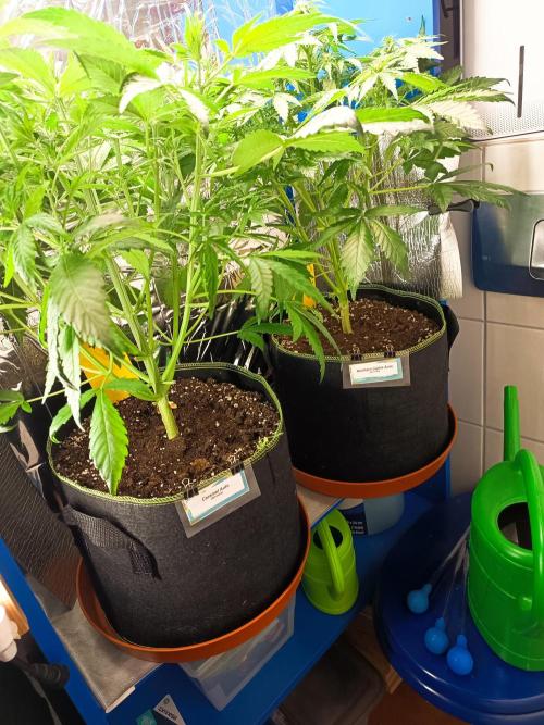 Caramel Auto im Regal. Week 5 - Tag 34