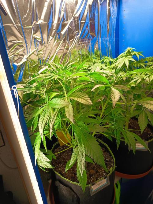 Caramel Auto im Regal. Week 5 - Tag 34
