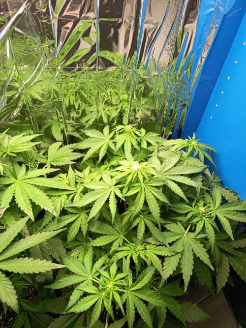 Northern Lights Auto im Regal. Week 6 - Tag 37