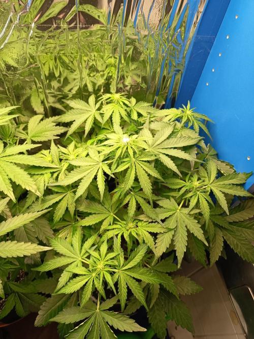 Northern Lights Auto im Regal. Week 6 - Tag 37
