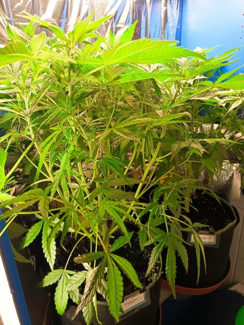 Caramel Auto im Regal. Week 6 - Tag 38