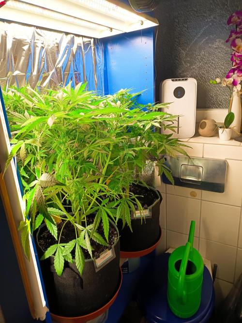 Caramel Auto im Regal. Week 6 - Tag 38