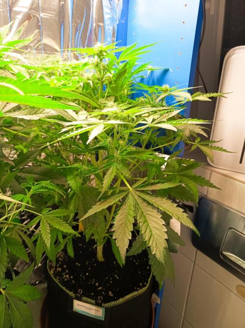 Northern Lights Auto im Regal. Week 6 - Tag 41